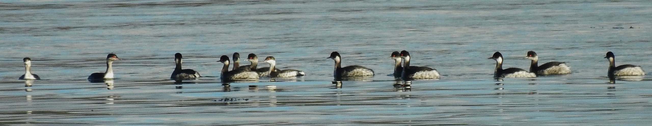 A raft of Black-necked and Slavonian Grebes seen on 3 December 2019 at Restronguer Weir
